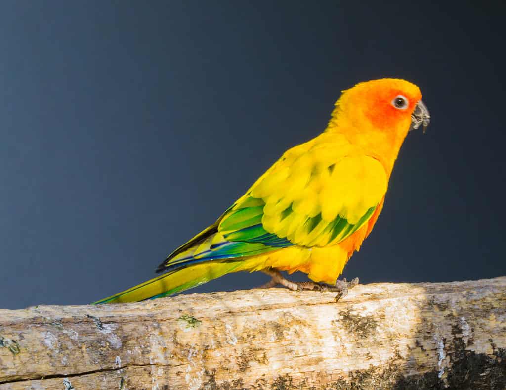 jenday conure