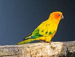 jandaya parakeet walking over a branch in closeup, a colorful tropical bird from brazil