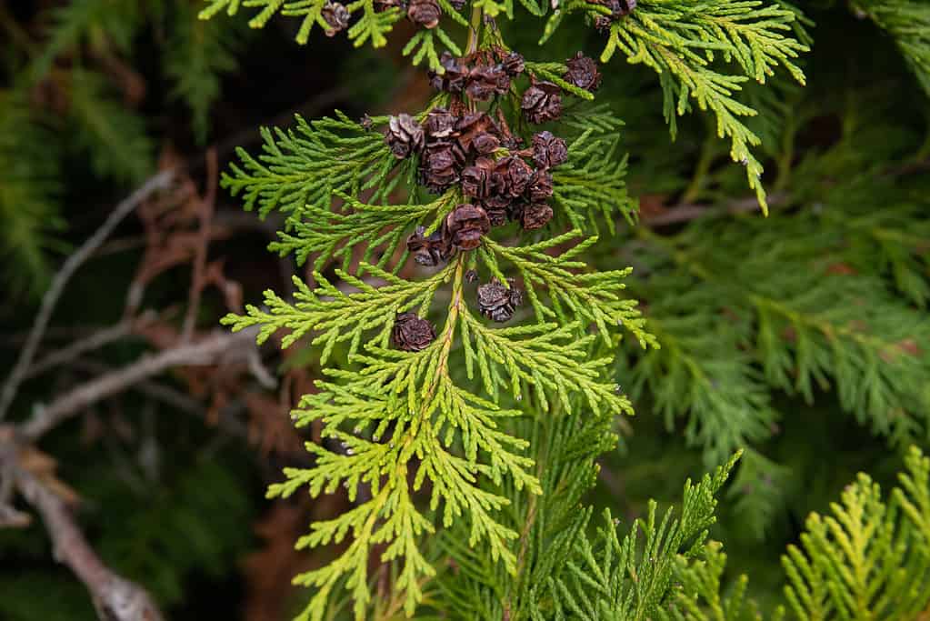 False Cypress Leaves and Cones in Winter