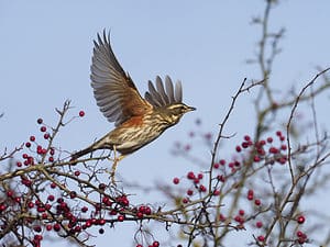 The Redwing: National Bird of Turkey Picture
