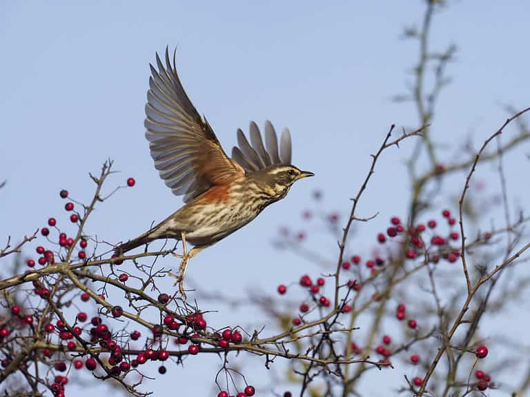 Redwing bird