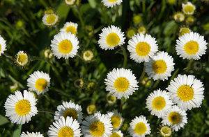 10 Types of Daisy Flowers Picture