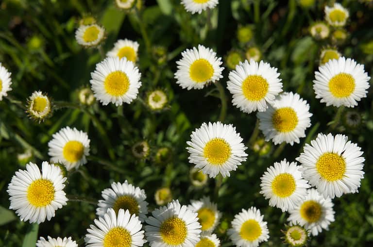 cutleaf daisy