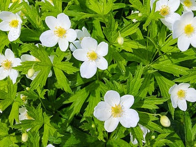 A Anemone Flowers: Meaning, Symbolism, and Proper Occasions