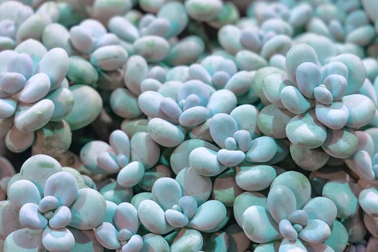 Moonstone succulents have chubby bluish-green leaves, resembling the moonstone gemstone.