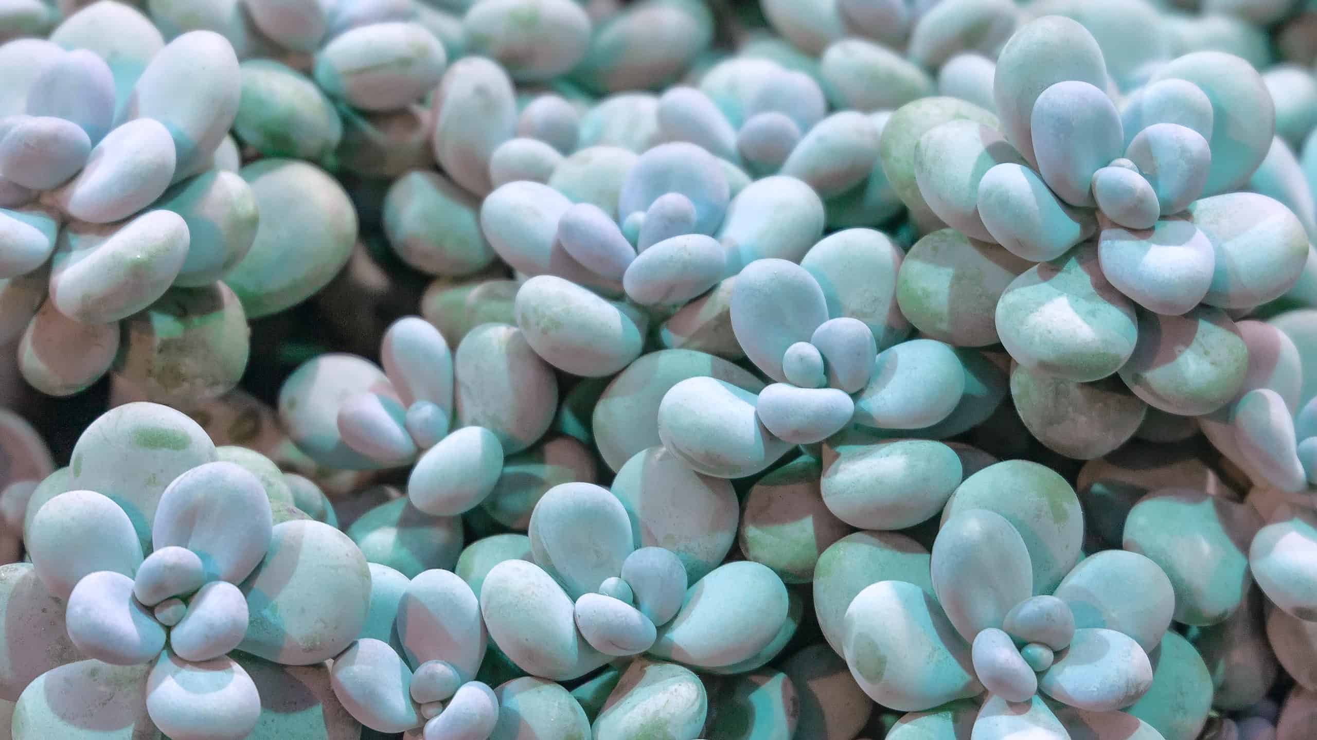 lotus succulent Echeveria Lotus for Sale| Succulents for Sale| Succulent Market