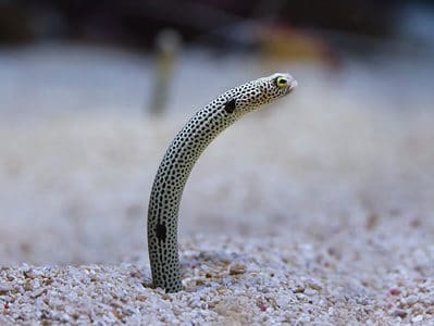 A Spotted Garden Eel