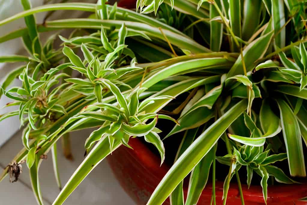 A potted spider plant with many leaves suffering from brown tips