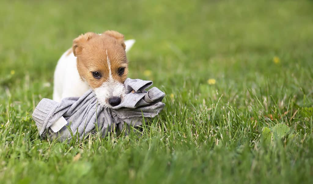 Puppy chewing on underwear