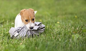 Dog Eating Your Underwear? Here’s Why Picture