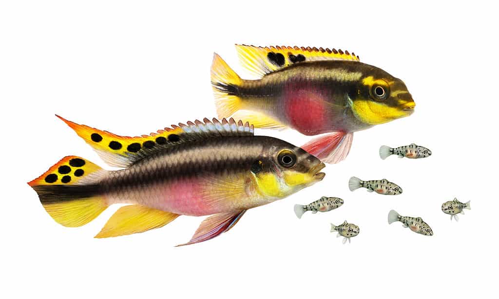 Pulcher kribensis (rainbow kribs) with fry fish