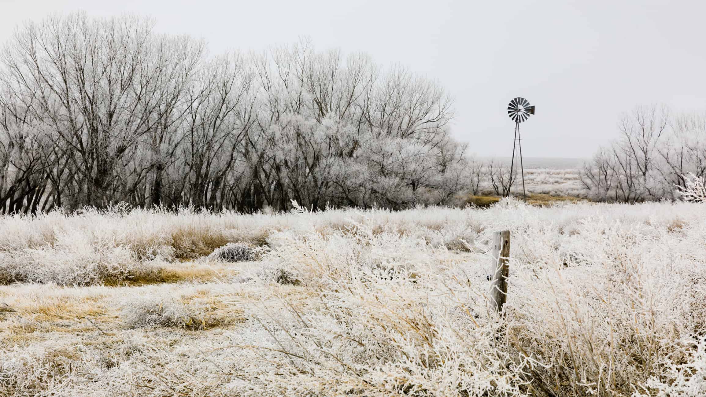 Frosted grass in Western Kansas