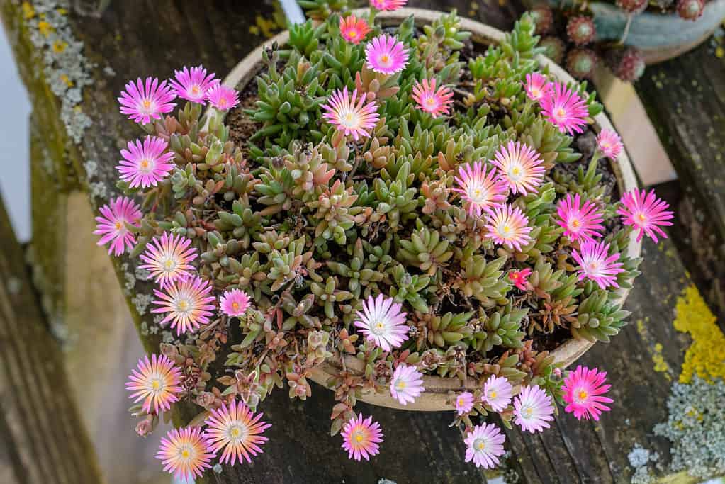 Ice plants fill and spill out of containers.