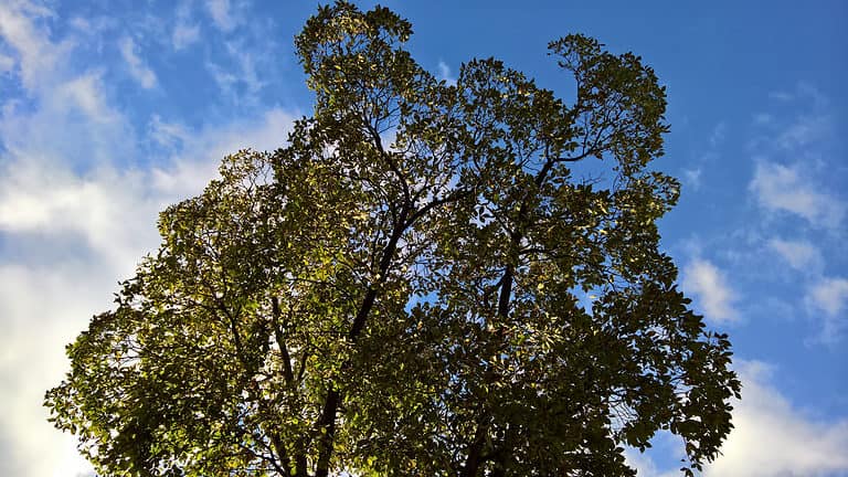 Shagbark hickory (Carya ovata)