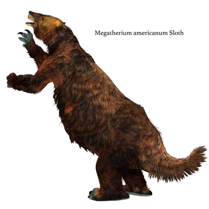 Giant Ground Sloth, Sloth, Ancient, Extinct, Large