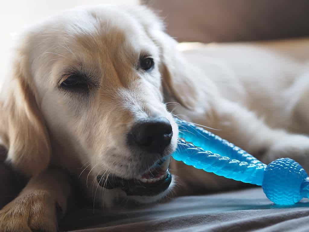 Young golden retriever dog chewing on toy
