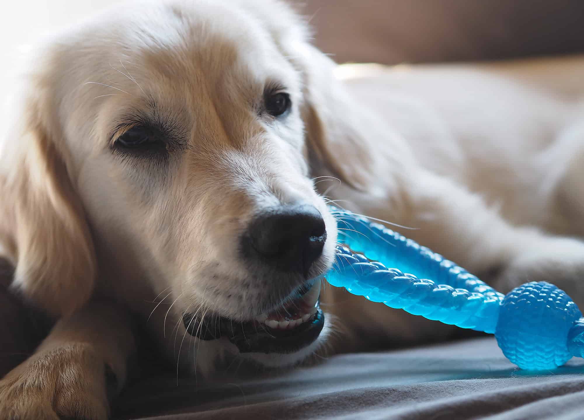 Young golden retriever dog chewing on toy