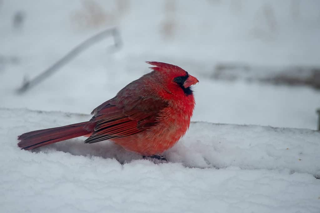 Northern cardinal in Missouri snow