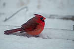 A male cardinal sits in the snow in southwest Missouri on a winter day. Bokeh effect.