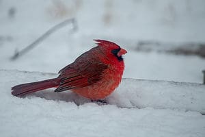 30 + Birds That Spend Their Winters in South Dakota photo