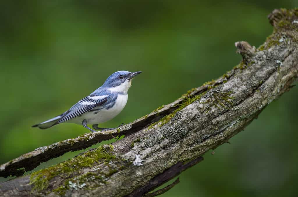 sky blue warbler