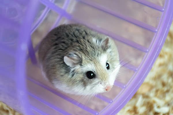 Roborovski hamster sitting on a hamster wheel.