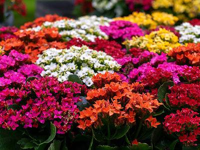 A Types of Kalanchoe Succulents: 10 Beautiful Varieties to Grow at Home