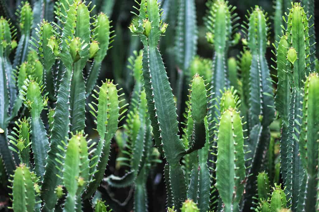 Closeup image of euphorbia ingens cactus trees.