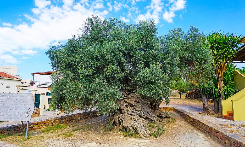 The olive tree of Vouves