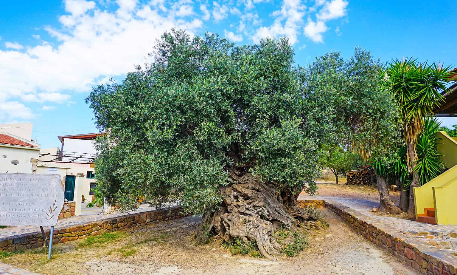 discover-the-oldest-olive-trees-in-the-world-a-z-animals