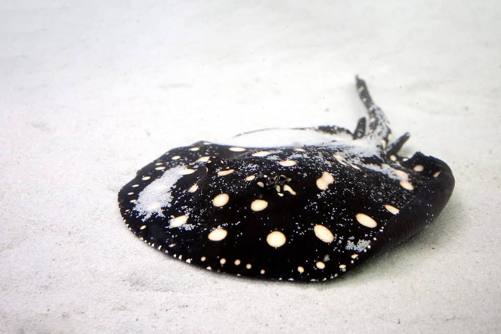 Xingu River ray white-blotched river stingray or the polka-dot stingray