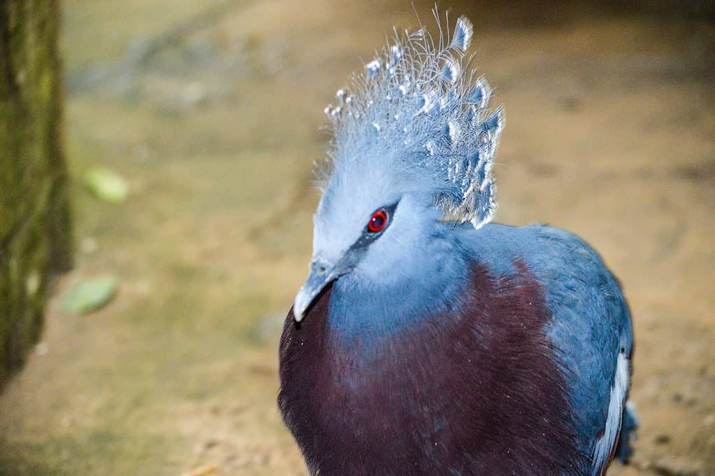 blue-crowned pigeon