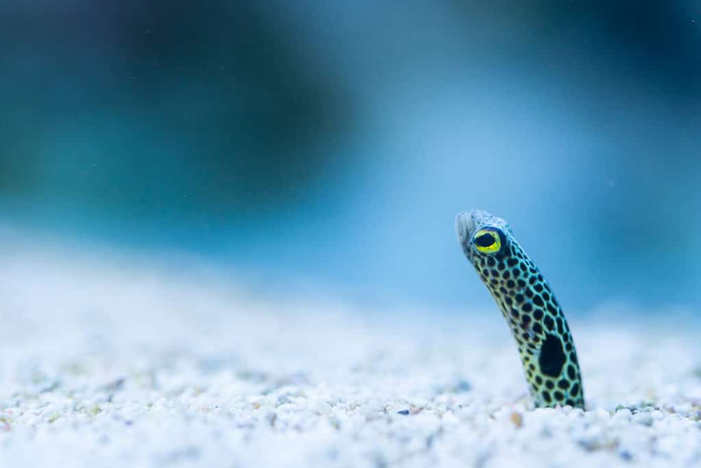 spotted garden eel