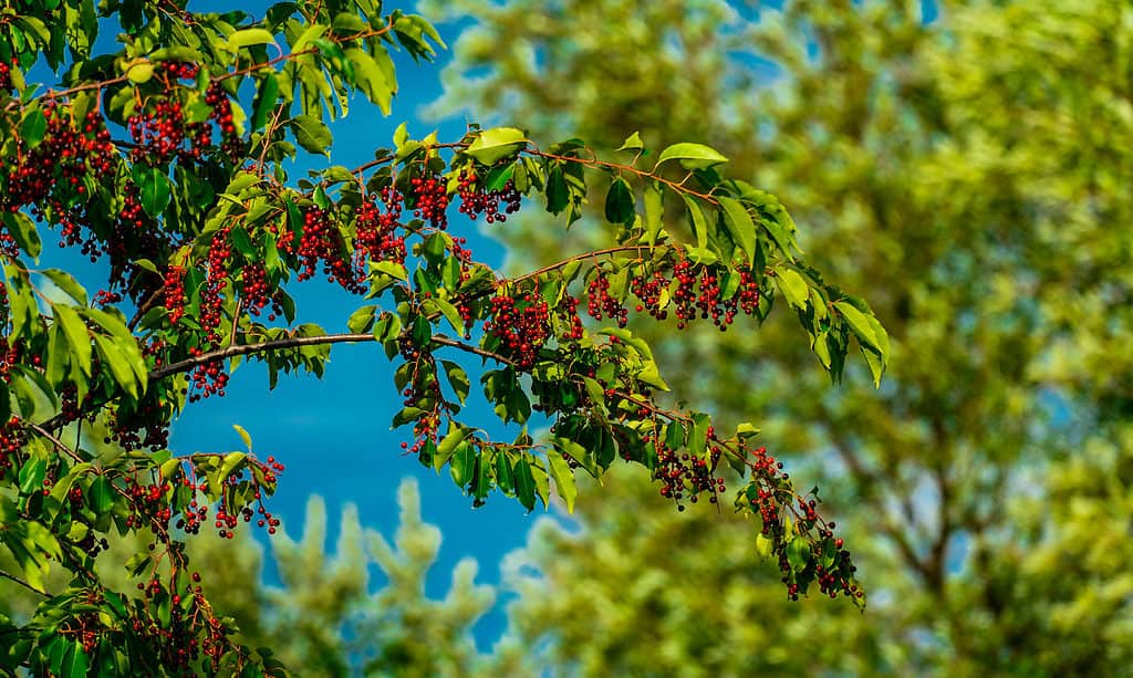 Black cherries are a fruit native to north america.