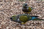 Patagonian Conure Searching for Seed in Wood Chippings
