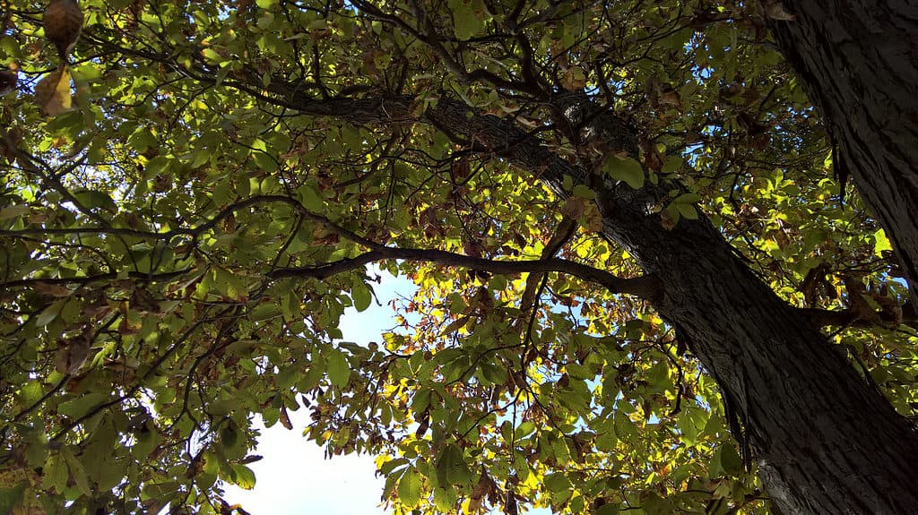 Shagbark hickory (Carya ovata) with shaggy bark