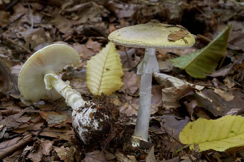 Mature Amanita phalloides (death caps) mushrooms with exposed gills