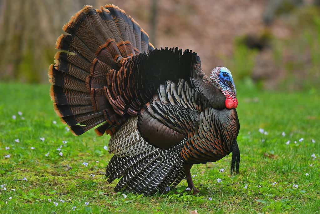 Wild turkey is an official state animal of Alabama. 