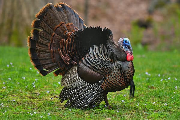 Wild turkeys can see better than humans.