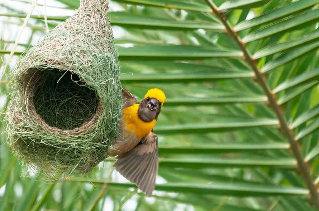 Weaver deals bird nest