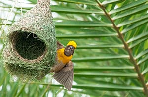 Different Types of Bird Nests With Pictures Picture