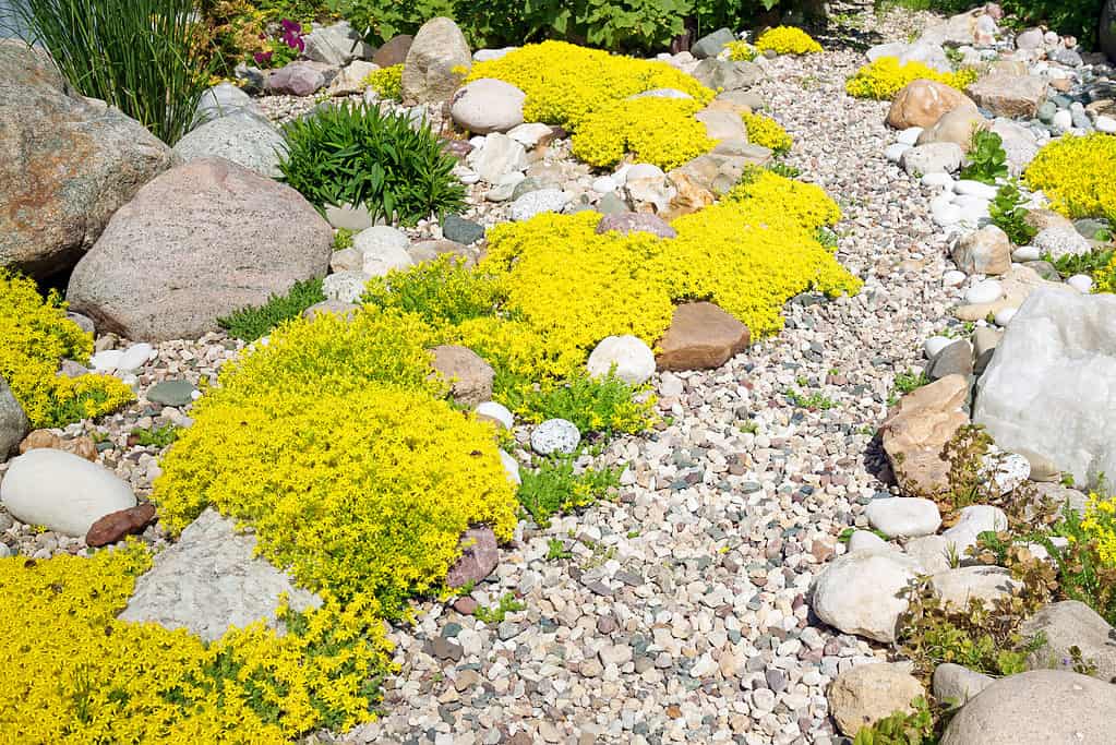 Sedum succulents thrive in rocky soil.