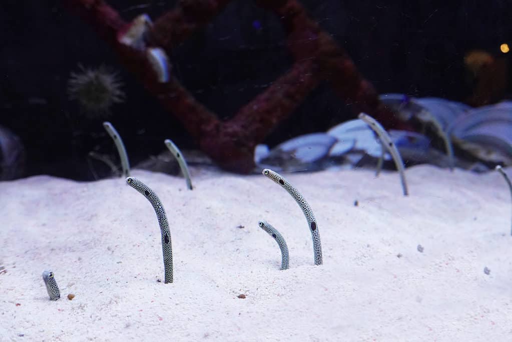 spotted garden eel