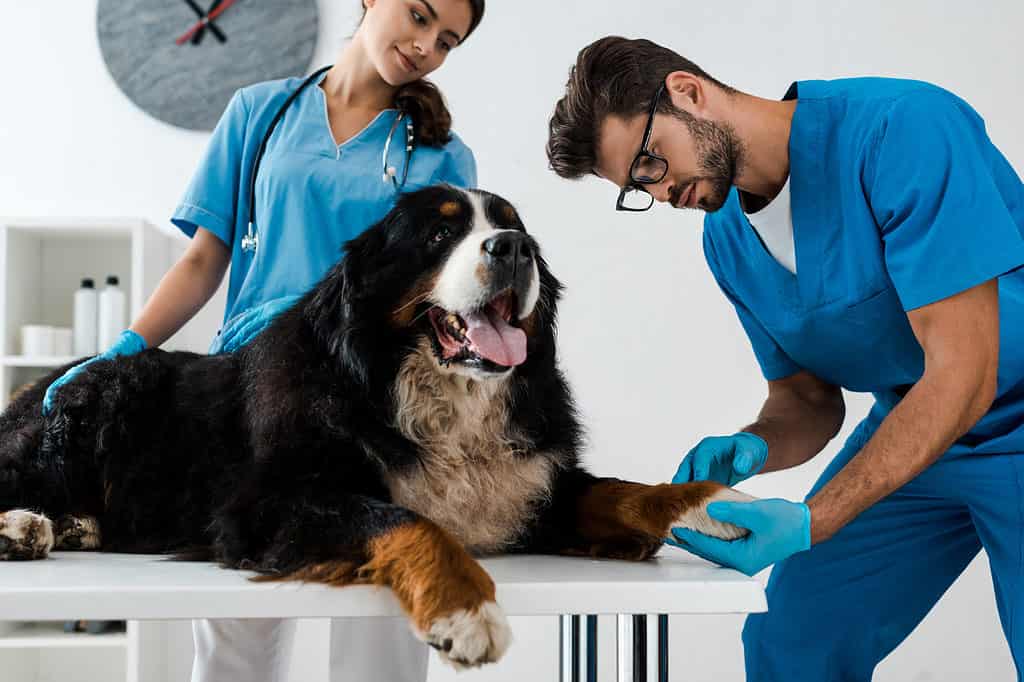 Veterinarian is examining bernese mountain dog