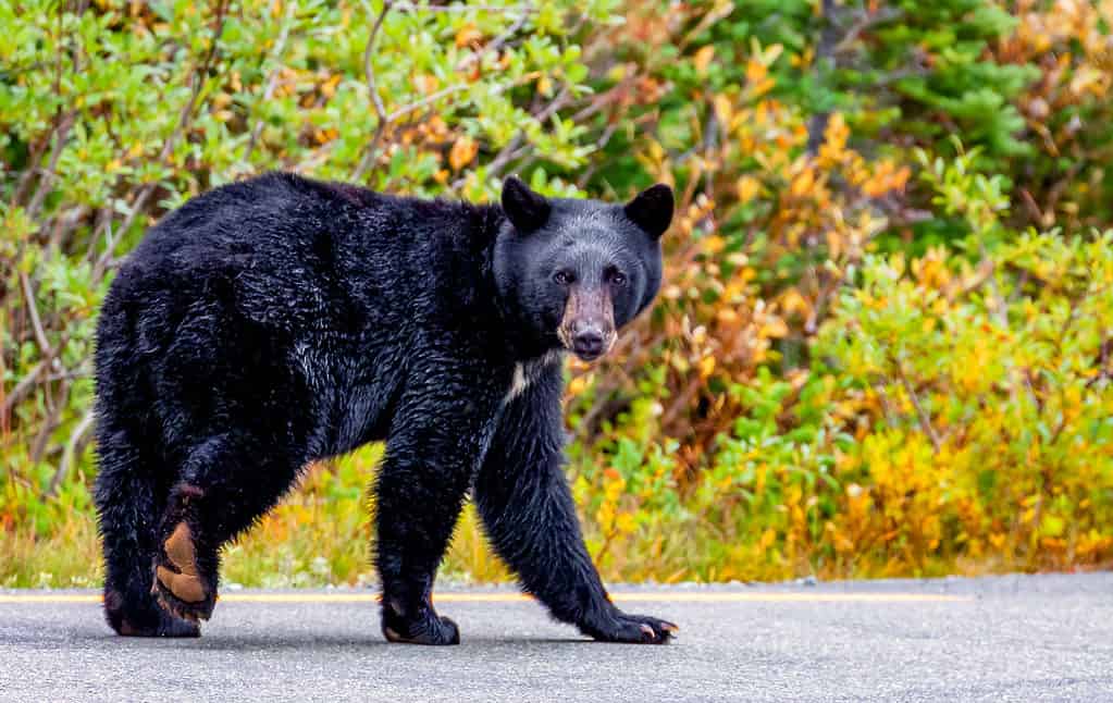 A black bear on the road in Mount Rainier, Washington