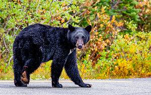 Discover the Largest Bear Ever Caught in Massachusetts photo