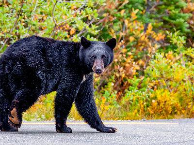 A Watch a Wild Black Bear Turn Into the Perfect Gentleman and Close a Woman’s Front Door