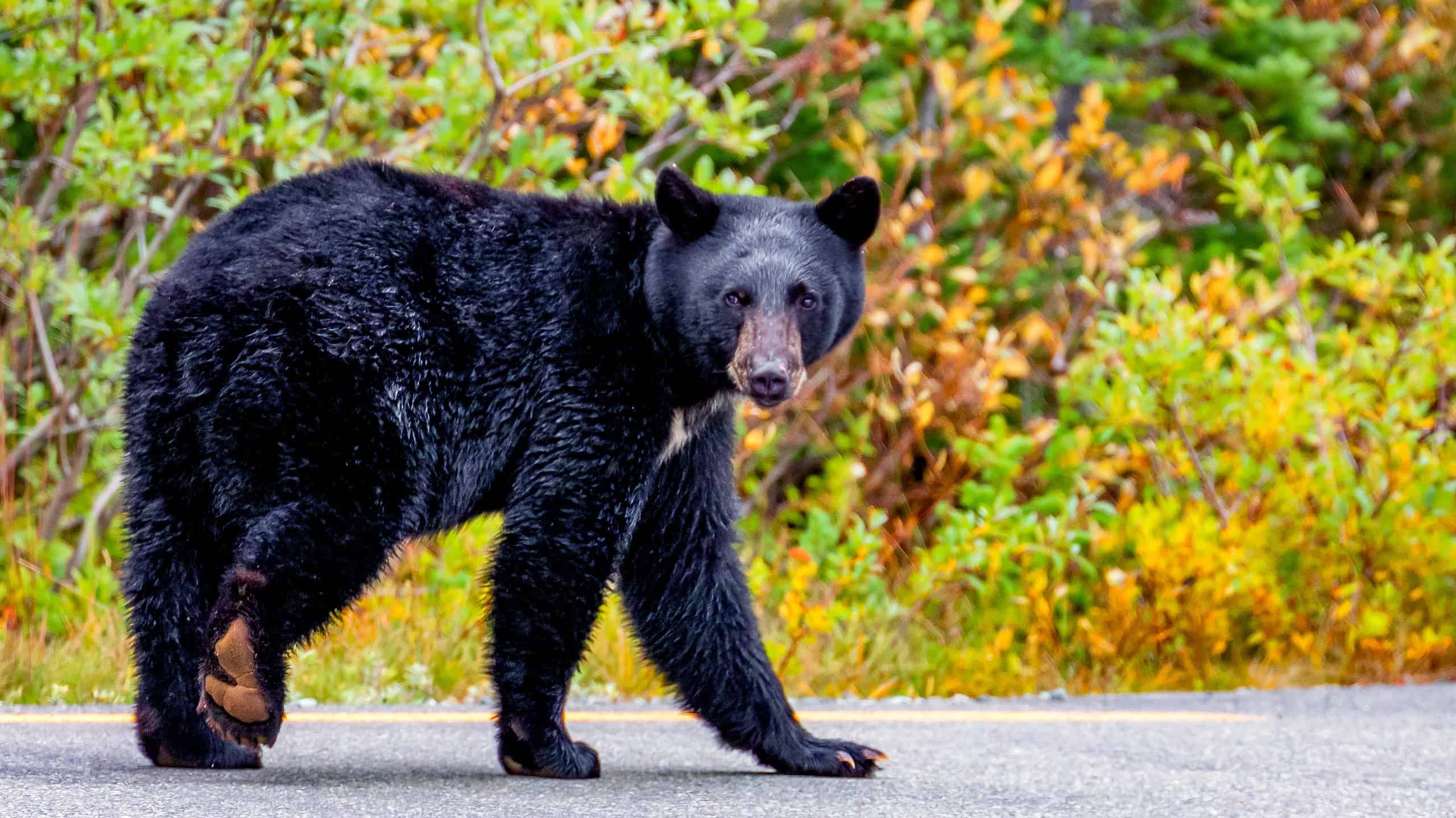 Black Bear on road Mt Rainier, Washington