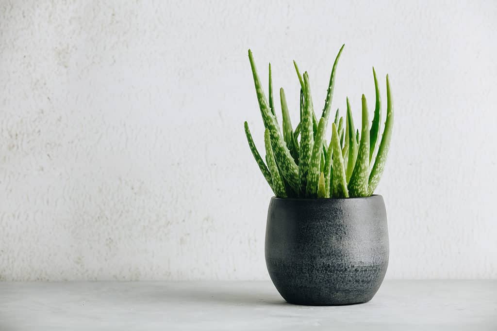 Aloe vera plant in a black pot