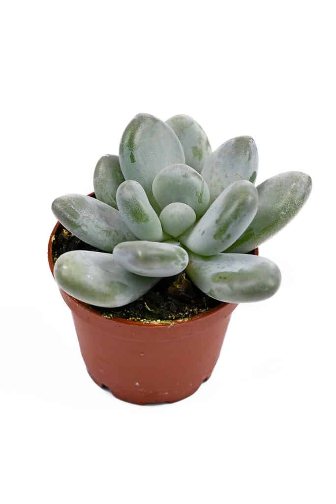 Moonstone succulents can appear in different shades of color